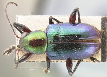 Media type: image; Entomology 9936   Aspect: habitus dorsal view